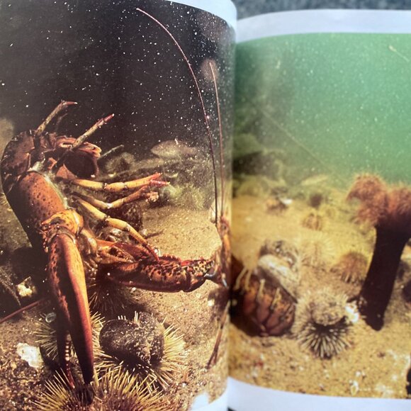 93- (VB) Vintage. Book. Collectible. Photography. National Geographic.1981. - Picture 7 of 14